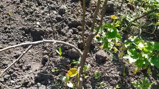 Азиатская груша Чоюро смотреть онлайн