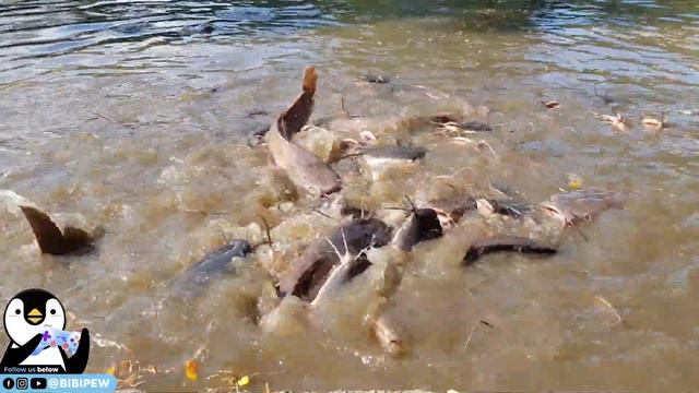 SINGAPORE GIANT CAT FISH FEEDING - KAMPONG JAVA PARK - KK HOSPITAL - PERMANENTLY CLOSE IN 2018 смотреть онлайн