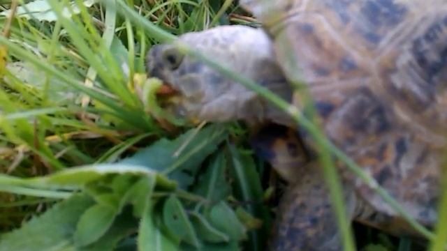 Черепаха ест траву смотреть онлайн