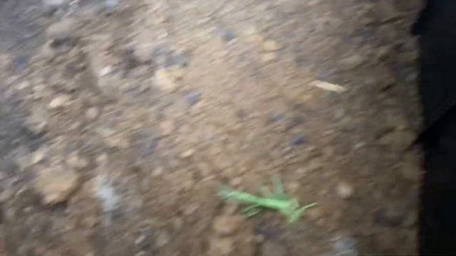 How To Plant And Contain Bamboo | Containing Bamboo Rhizome Roots