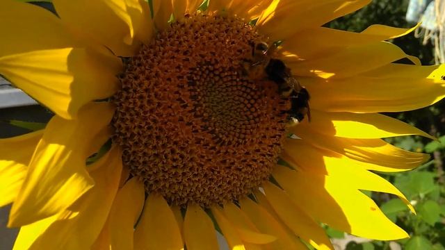 Шмели на Подсолнухе | Время влогов | Тест камеры Redmi Note 5A в AOSiP DerpFest 10 смотреть онлайн