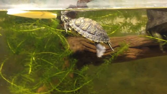 Вкусная сепия смотреть онлайн