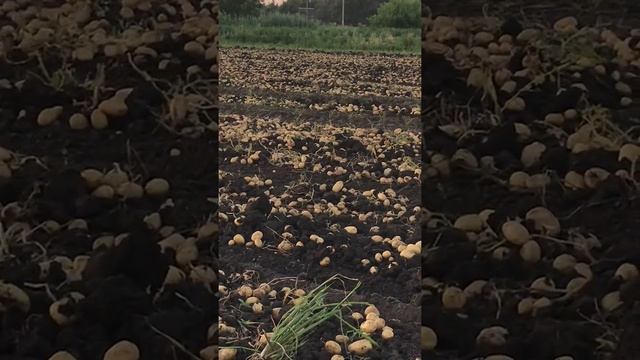 Картофель сорт Коломбо смотреть онлайн