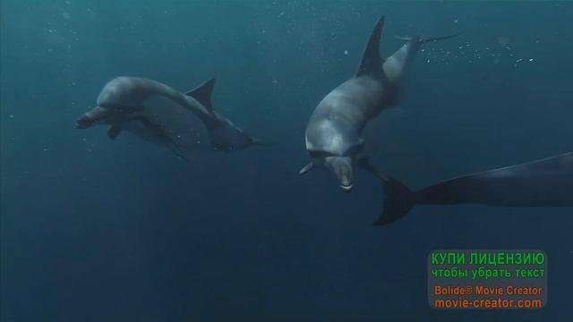 лечебные звуки дельфинов