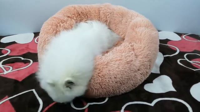 мягкая кровать для домашних животных для собак смотреть онлайн