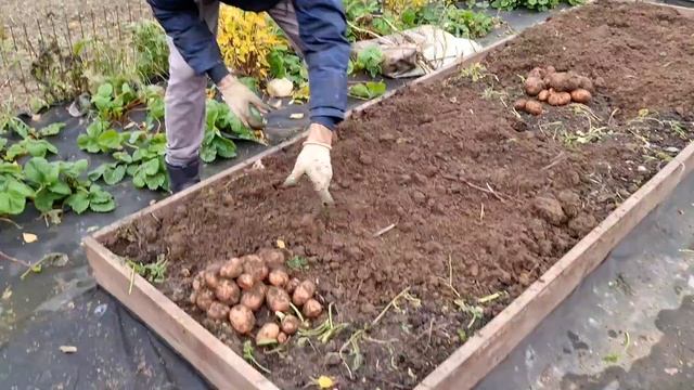 Что БУДЕТ если посадить КАРТОШКУ в МЕШКИ? Результат ЭКСПЕРИМЕНТА и ВЫВОДЫ НА БУДУЩЕЕ смотреть онлайн