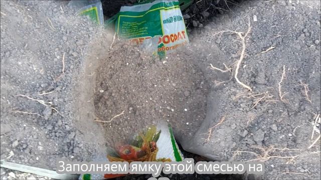 Посадка Хосты весной в открытый грунт. смотреть онлайн