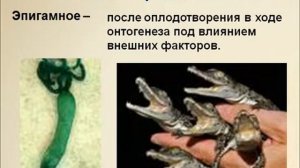 Презентация Генетика пола  Наследование, сцепление с полом