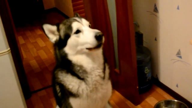 Говорящий аляскинский маламут смотреть онлайн