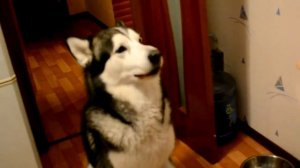 Говорящий аляскинский маламут