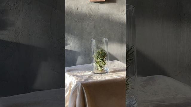 틸란드시아 이오난사 물주는 방법(Tillandsia cyanea water cycle) смотреть онлайн