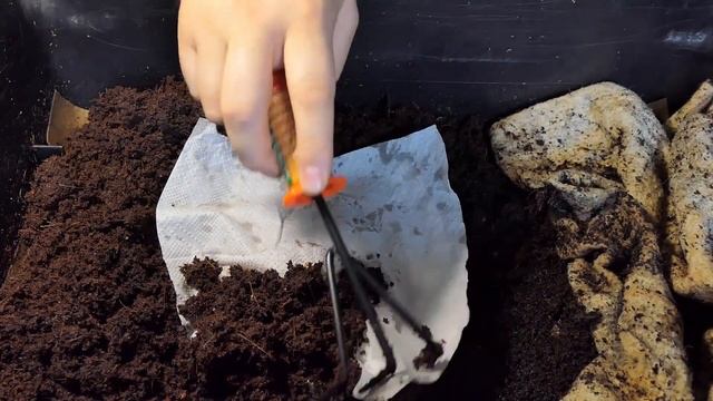 Разведение дождевого червя. Кормление червя в вермикомпостере смотреть онлайн