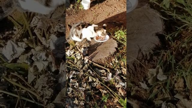 Петербургские кошки. Завтрак на солнце. смотреть онлайн