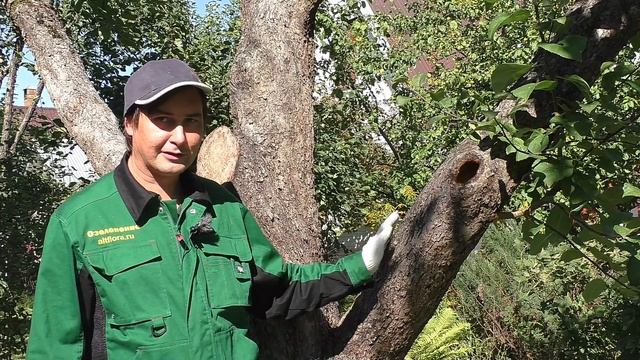 Дупло в дереве. Простой способ заделки дупла