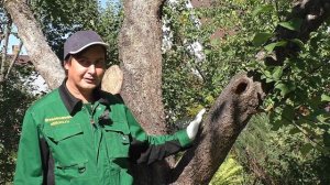 Дупло в дереве. Простой способ заделки дупла