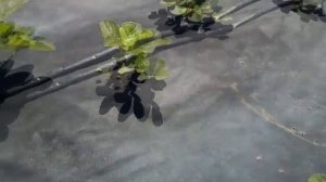 Ремонтантная клубника Монтерей плодоносит до заморозков. Американский сорт