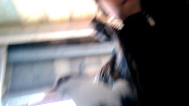 Обзор:самые красивые голуби смотреть онлайн