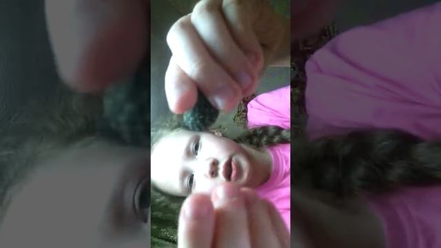 Обзор на ракушки из черного моря смотреть онлайн