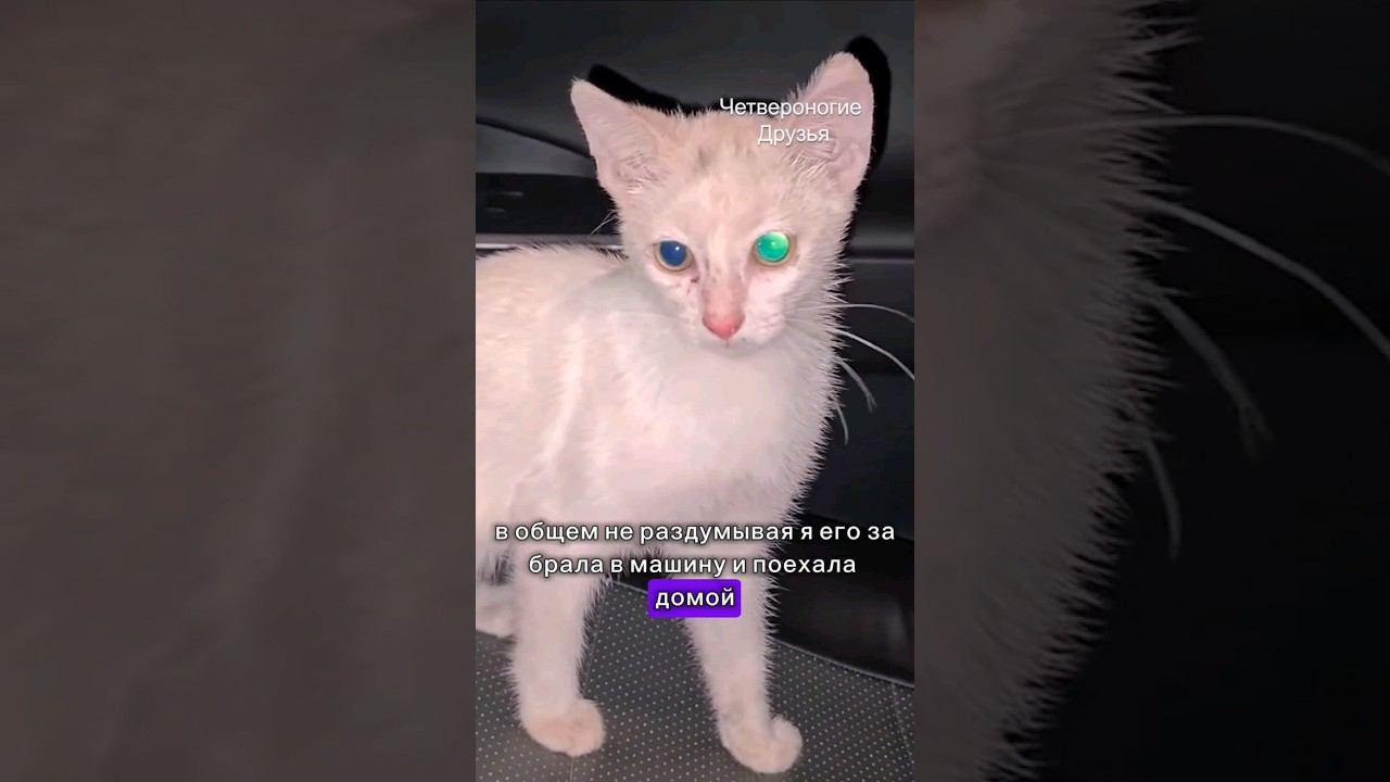 Подобрала котенка с трассы, прошло 2 года. #помощьживотным #ставропольский край смотреть онлайн