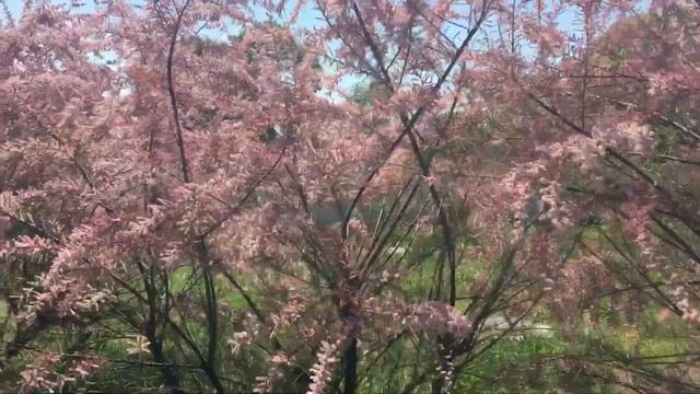 Цветение Тамарикса в Геленджике