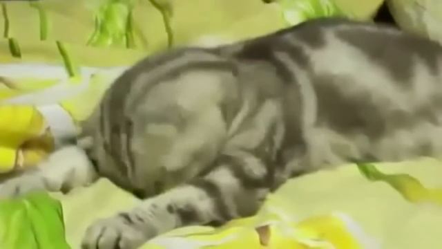 ► Surprise Mazafaka! - Дон Корлеоне!