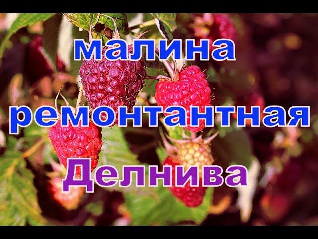 Малина ремонтантная Делнива смотреть онлайн