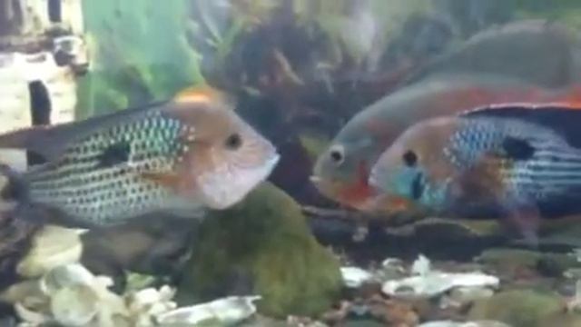 Целующиеся акары смотреть онлайн