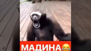 Прикол   мадина