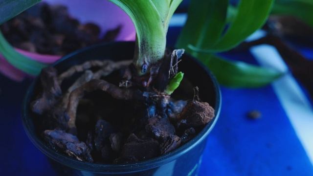 Re-potting In Two Pots Paphiopedilum Complex Hybrid