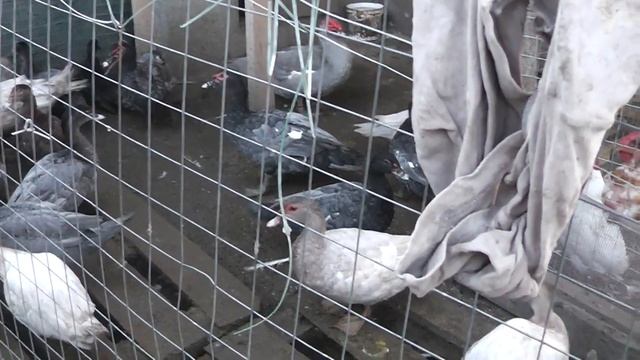 Везем голубых уточек новым хозяевам В Москву и в Воронеж смотреть онлайн