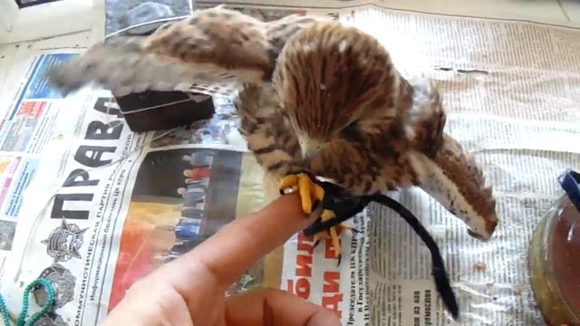 Дикий птенец-слёток сокола Пустельги \ Wild Kestrel chick смотреть онлайн