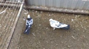 Чили бакинские голуби Ставрополь 89034451665