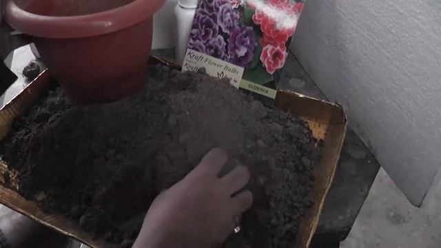 कीट और रोट से फूल बल्बों की रक्षा करें/Protect Flower Bulbs From Pests And Rot