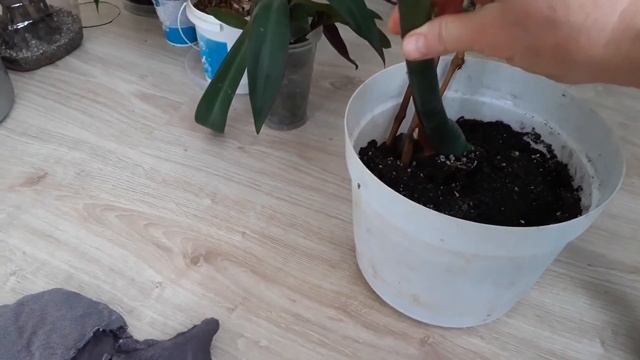 Размножение монстеры