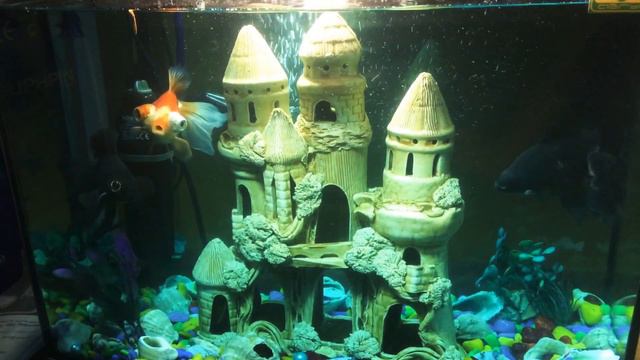 Самый чистый аквариум!!! смотреть онлайн