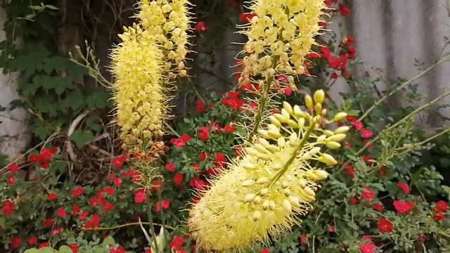 Эремурес цветок свеча. Мой дом в саду. смотреть онлайн