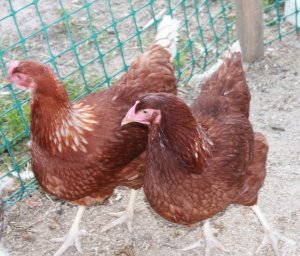 Гельминтоз у кур несушек. Профилактика и лечение.