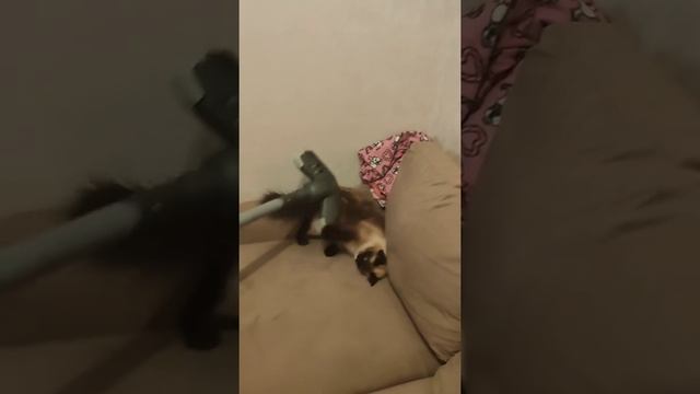 как правильно пылесосить? Пылесос и Кошка кто кого? Она правда любит пылесос))))! смотреть онлайн