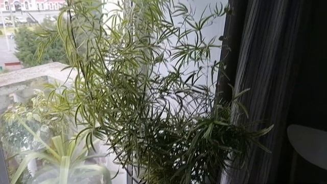 ЦВЕТОЧНЫЕ РУТИНЫ обзор комнатных растений смотреть онлайн