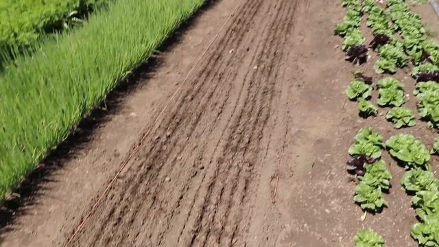 No-Till Farming and Market Gardening in Zone 5b, 5,200ft (FULL TOUR) смотреть онлайн