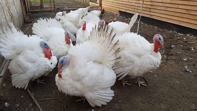 Как вырастить индюков без антибиотиков? Кормление, содержание индюков в домашних условиях смотреть онлайн