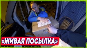 Новый виток в жизни в деревне! [Жизнь в деревне]