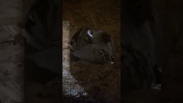 Мильфлер квочка