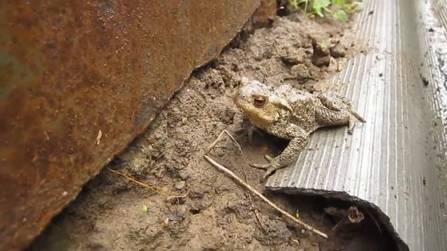 Жаба обыкновенная (Bufo bufo) смотреть онлайн