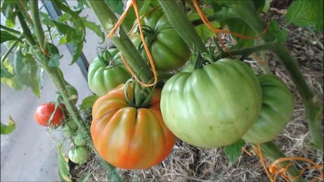 Крупноплодный Томат Jabucar Velika Plana Яблочный большой план