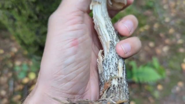 Brown birch bolete - Foraging mushrooms UK (Leccinum scabrum) смотреть онлайн