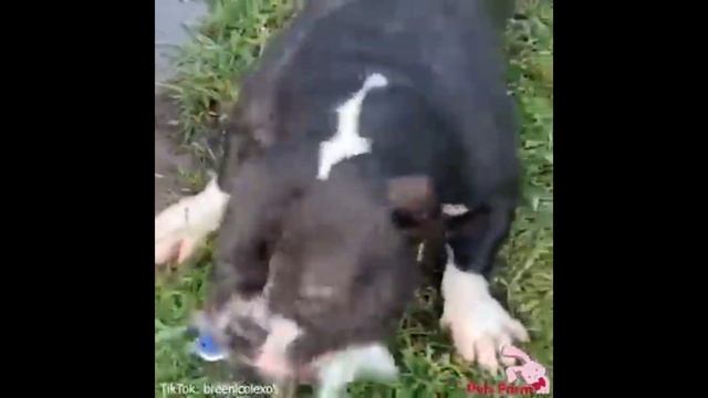 Собаки - наше все! смотреть онлайн