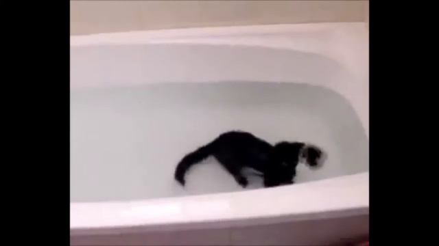 Кот амфибия !)) смешные коты! приколы! смешные животные! / fun! funny animals! funny cats! humor смотреть онлайн