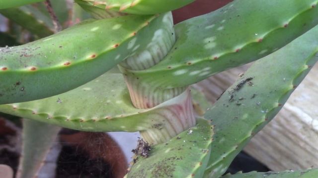 My Aloe Collection & How I Grow Them смотреть онлайн