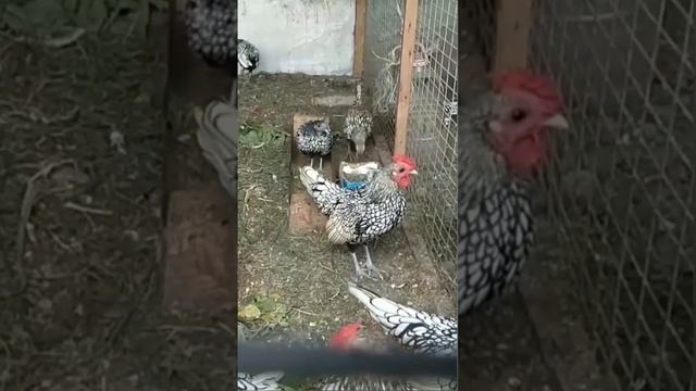 сибрайты смотреть онлайн